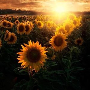 Meet your Posher, Tenaya